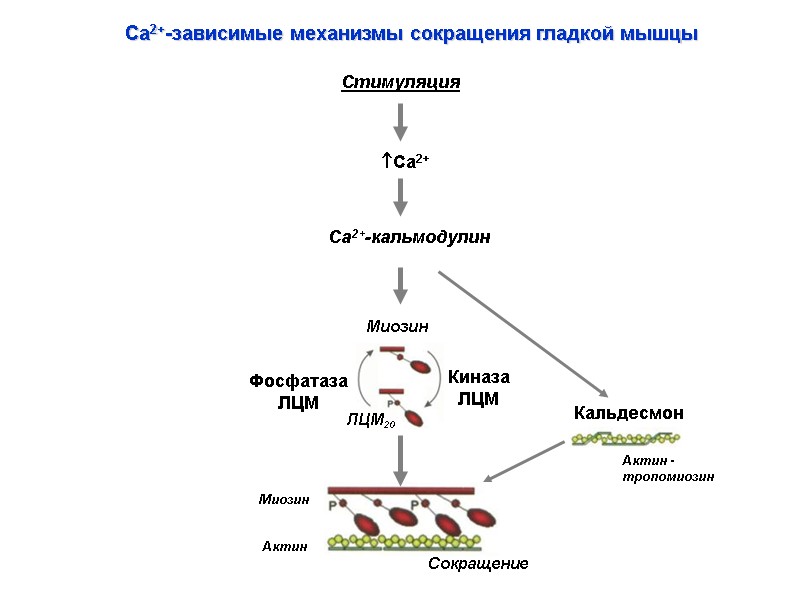 Са2+-зависимые механизмы сокращения гладкой мышцы Са2+ Са2+-кальмодулин Фосфатаза ЛЦМ Сокращение Кальдесмон Киназа ЛЦМ Стимуляция